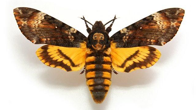 Leeds academic appears in BBC World News radio feature about Moths
