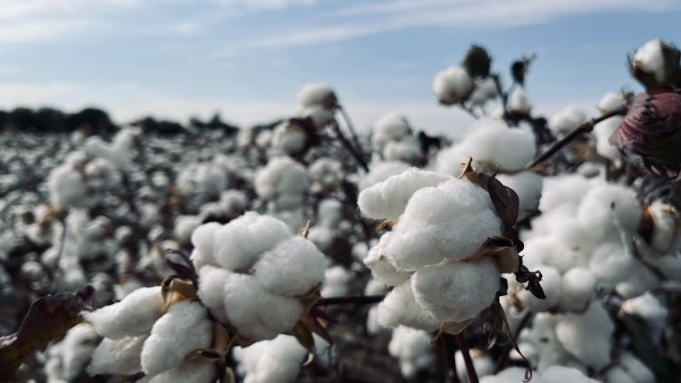 cotton field