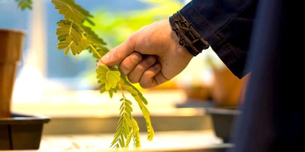 Reaching out to touch a plant.