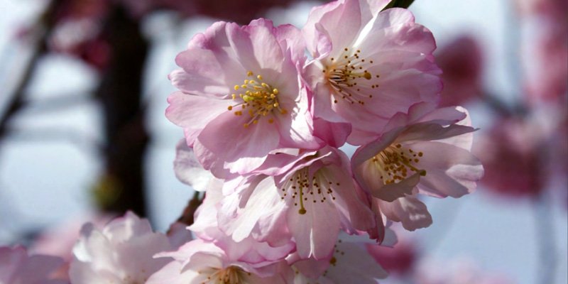 Spring
blossom, Debs Barber